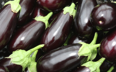 Recette de saison : Parmigiana d’aubergine